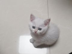 -小猫来了·猫舍(红山六九七九店)