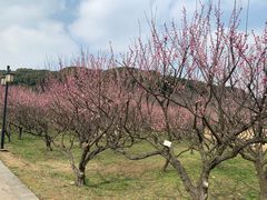 -苏州上方山国家森林公园