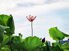 -瑶湖郊野森林公园