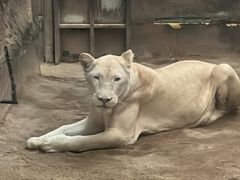 -清迈夜间动物园