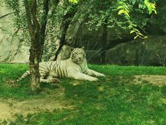 -北京野生动物园