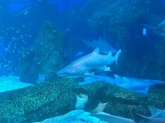 -海合安成都极地海洋公园