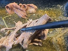 -牛武士寿喜烧·和牛火锅自助(全球首店)