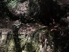 -武陵山森林公园