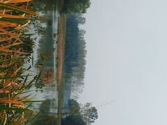 -溱湖国家湿地公园