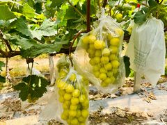 -马陆小张葡萄园农家乐