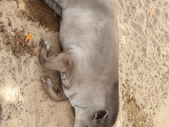 -西霞口神雕山野生动物世界