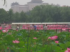 -莲花池公园