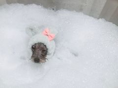 -Oh My Dog宠物沙龙(伊珊娜皮毛护理店)