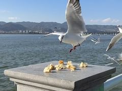 -昆明冠生园·蛋糕·面包(南强街店)