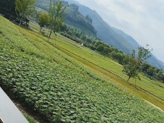 -径山花海