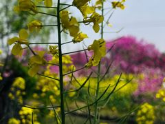 -南汇桃花村
