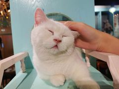 -猫小院猫主题餐厅(三里屯店)