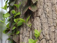 -合肥滨湖国家森林公园