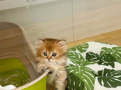 -青奢宠物·青奢猫舍