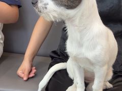 -瑞派伍一宠物医院·眼科·骨科·猫科转诊中心(马王堆院)