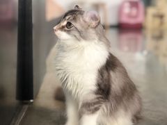 -瞄一喵猫咖(格力海岸店)