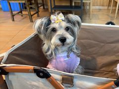 -小志家.野生菌鲜切牦牛肉牛杂火锅