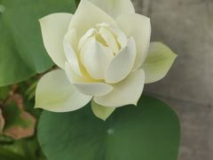 -古茗(临平北大街店)