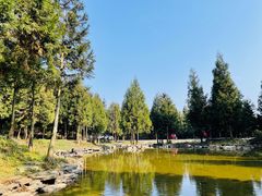 -重庆睡佛山森林公园