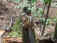-五营红松林海景区