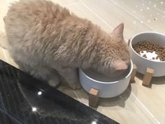 -momokira米努特·德文卷毛猫·棉花面纱犬
