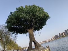 -咸阳湖景区