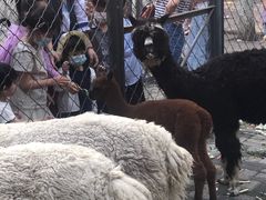 -长白岛森林公园