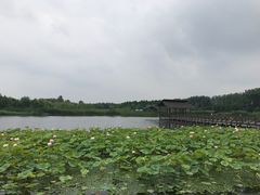 -溱湖国家湿地公园