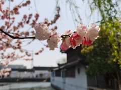 -水绘园