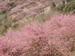 -新建村梅花