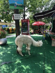 -萌宠亲子动物乐园(槐房万达店)