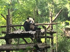 景点-成都大熊猫繁育研究基地