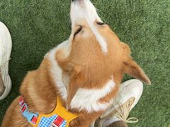 -爪吧宠物乐园 (温榆河示范区店)