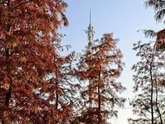 -上海海湾国家森林公园