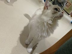 -藏猫猫咖啡主题馆(中央大道店)