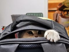 -猫大福·Fortune Cat猫舍(百子湾店)