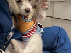 -瑞派康怡24h宠物医院·犬猫医疗中心·微创绝育(瑞景分院)