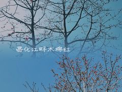 -海南霸王岭国家森林公园
