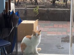 -瑞派福兴宠物医院犬猫全科·骨科·中西医结合(河东店)