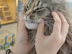 -平行世界·猫咖(首经贸店)