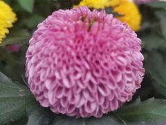 -三圣花乡旅游区