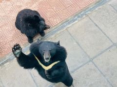 -西霞口神雕山野生动物世界