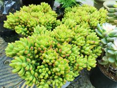 -金陵花卉交易市场