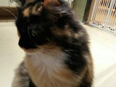 -藏猫猫咖啡主题馆(中央大道店)