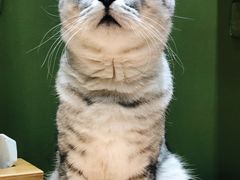 -猫亿天猫咖