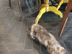 -猫色咖啡·猫咖
