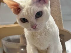 -楼上猫咖(罗湖店)