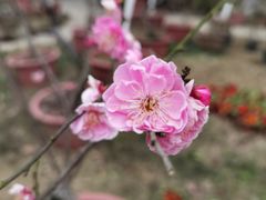-南山植物园