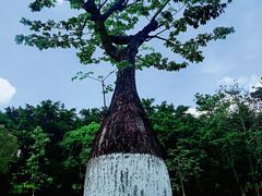 -东莞植物园
